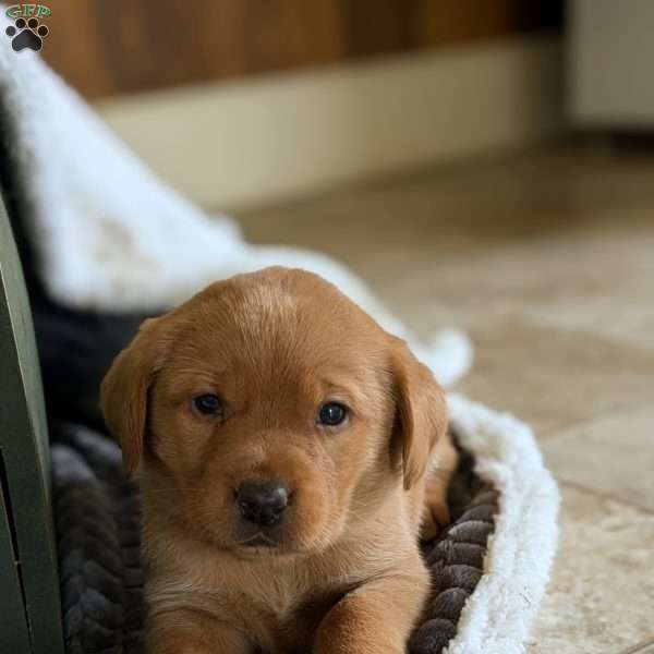 Skye, Fox Red Labrador Retriever Puppy